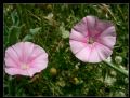 Convolvulus cantabrica