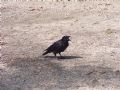 Corvus corone corone