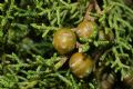 Juniperus phoenicea