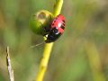 Canthophorus sp.