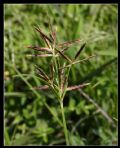 Cyperus rotundus