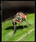 Dolichopus sp.