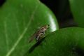 Dolichopus sp.