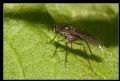 Campsicnemus sp.