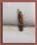 Drosophila melanogaster
