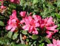 Rhododendron ferrugineum