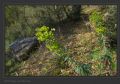 Euphorbia characias