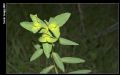 Euphorbia terracina