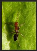 Camponotus lateralis