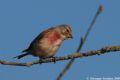 Carduelis cannabina