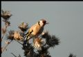 Carduelis spinus