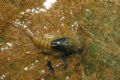 Rhithrogena sp.