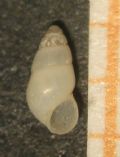 Hydrobia glyca