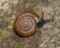 Trochulus (Trochulus) caelatus