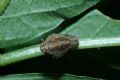 Issus sp.