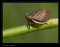 Hysteropterum sp.