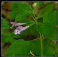 Clinopodium grandiflorum