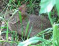 Sylvilagus floridanus