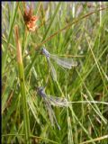 Lestes macrostigma