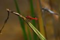 Crocothemis erythraea