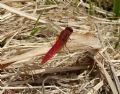 Crocothemis erythraea