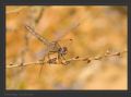 Crocothemis erythraea