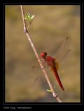 Crocothemis erythraea