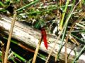 Crocothemis erythraea