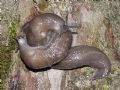 Limax(Brachylimax) giovannellae