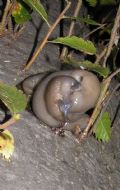 Limax strobeli