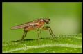 Lonchoptera sp.
