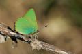 Callophrys rubi