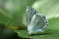 Celastrina argiolus