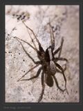Pardosa sp.