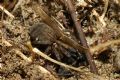 Trochosa sp.