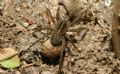 Pardosa sp.