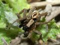 Alopecosa albofasciata