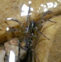 Pirata sp.
