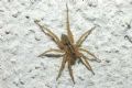 Pardosa sp.