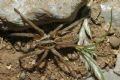 Hogna radiata