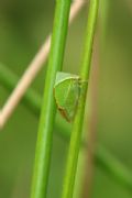 Stictocephala bisonia