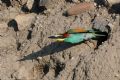 Merops apiaster