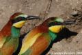 Merops apiaster