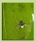 Milichia sp.