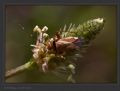 Adelphocoris vandalicus