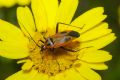 Calocoris nemoralis  f. hispanica