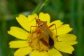 Calocoris nemoralis  f. erytrocephala