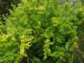 Maclura pomifera