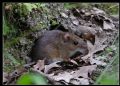 Apodemus sp.