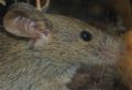 Mus musculus